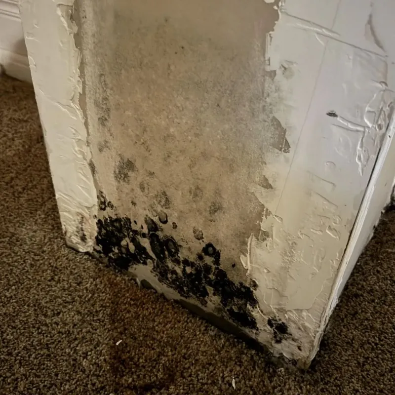 Professional Mold Removal in Fountain Hills, AZ